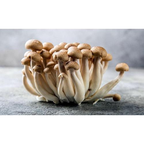 Jual Jamur Shimeji Coklat Import Segar Bunashimeji Brown Beech