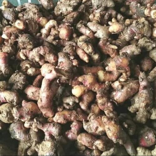Foto Produk Jahe Merah Fresh 1000gram/1kg ukuran kecil dari Orlin2672
