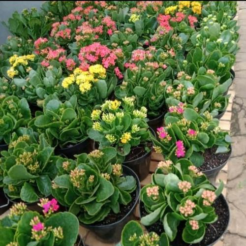 Jual Tanaman Hias Cocor Bebek Bunga Kota Depok Ashilla Flora Tokopedia