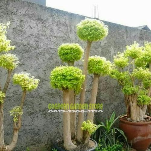Jual Tanaman Hias Pohon Anting Putri Bonsai Anting Putri Kab Bogor Gogreen Garden Store Tokopedia