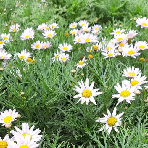 Jual Tanaman Bunga Daisy Putih Kab Bandung Barat Twins Farmers Tokopedia