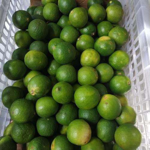 Foto Produk Jeruk Nipis Fresh dan Segar 1000gram/1kg dari Orlin2672