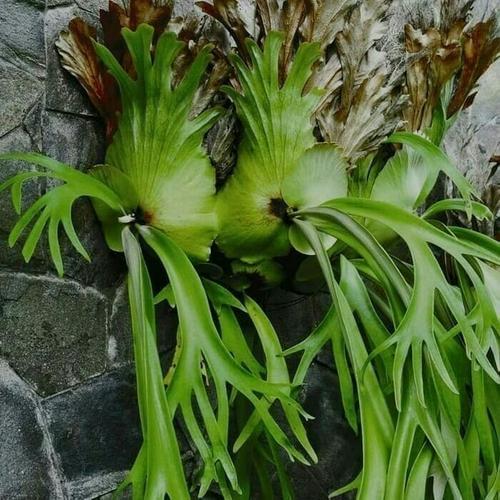 Jual Tanaman Hias Tanduk Rusa Pohon Tanduk Rusa Tanaman Gantung Kab Bogor Alisa Taman Tokopedia