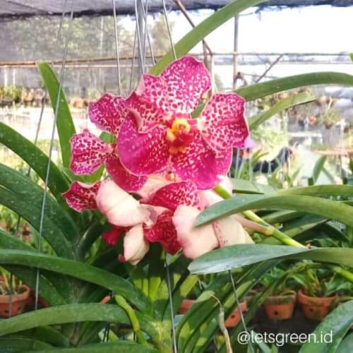 Jual Promo Aneka Anggrek Vanda Import Thailand Limited Jakarta Selatan Sita Tiyani Tokopedia