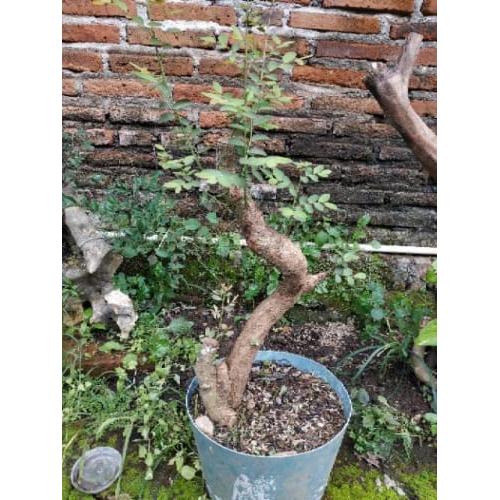 Jual Dijual Bahan Bonsai Ileng Ileng Diskon Jakarta Timur Widya Wiwil Tokopedia