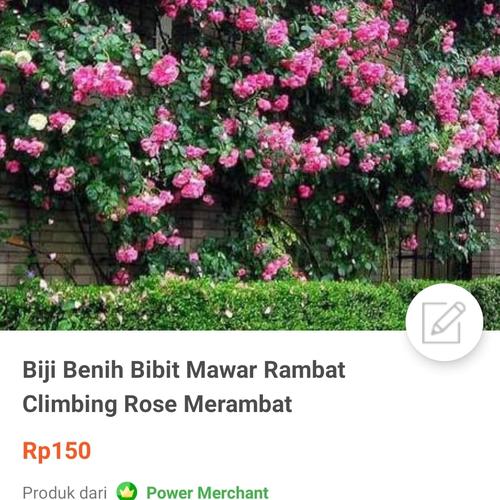 Gambar benih mawar rambat 5000 biji dari Biji Benih Kota Medan Tokopedia