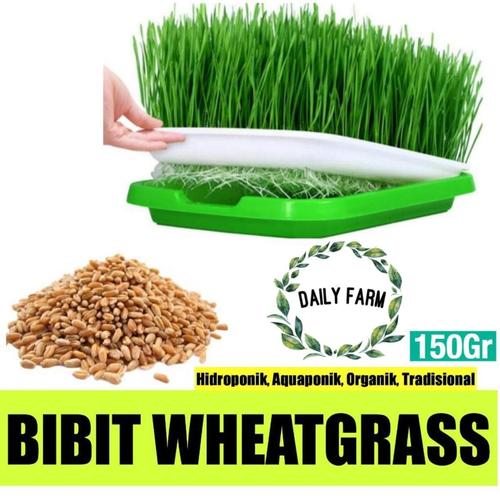 Foto Produk Cat Grass Seed seeds / Benih Rumput Makanan Kucing 150 gram dari Damai-Shop