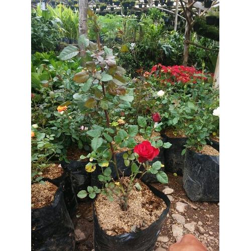 Jual Dijual Bibit Tanaman Bunga Mawar Merah Pohon Mawar Hias Berkualitas Jakarta Barat 113 Denistore Tokopedia