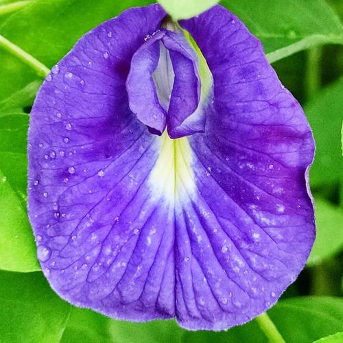 Gambar Paket 5000 Biji Benih Bibit bunga telang biru clitoria ternatea dari Biji Benih Kota Medan Tokopedia