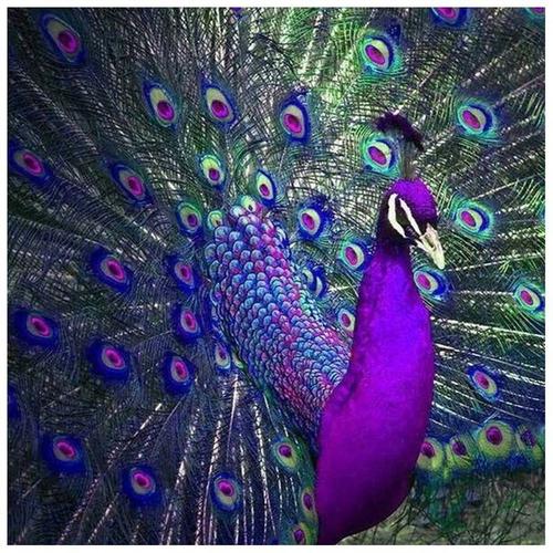 50 Gambar Burung Merak Untuk Mozaik Terbaru