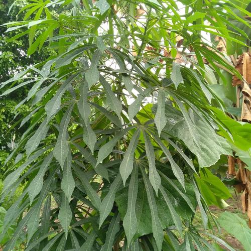 Jual Daun Singkong Arab Segar 500 Gram Kab Serang Nasrudin Shop Tokopedia