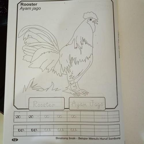 9900 Gambar Binatang Ayam Untuk Diwarnai Terbaik