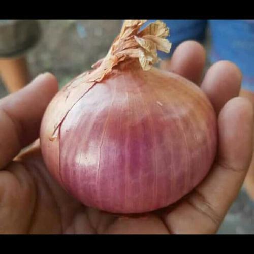 Jual Bawang Merah India Kab Sidoarjo Ana Store New Tokopedia