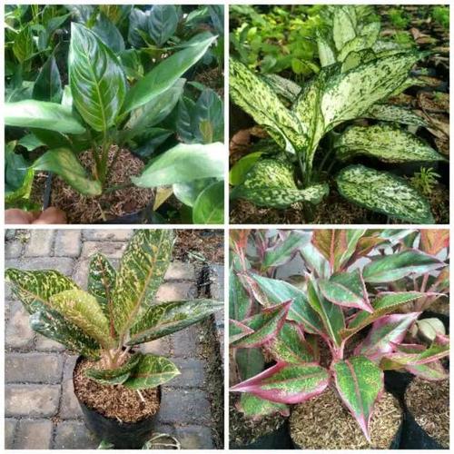 Jual Paket 4 Jenis Tanaman Aglonema Pohon Aglaonema Kab Bogor Grass Taman Tokopedia