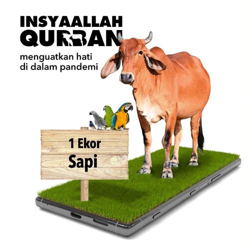 Foto Produk Qurban 1 Ekor Sapi dari Human Initiative