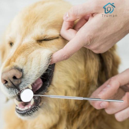 Dog plaque remover
