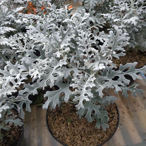 Foto Produk Silver Dust dari Rinjaniflorist