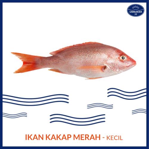 Jual S33 Ikan Kakap Merah Kecil Fresh Size 0 5 2 Kg Ekor Jakarta Utara Samudera33 Tokopedia