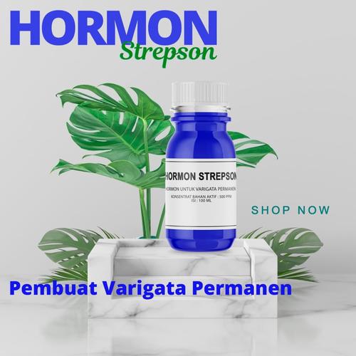 Foto Produk hormon strepson obat varigata tanaman dari kaka007