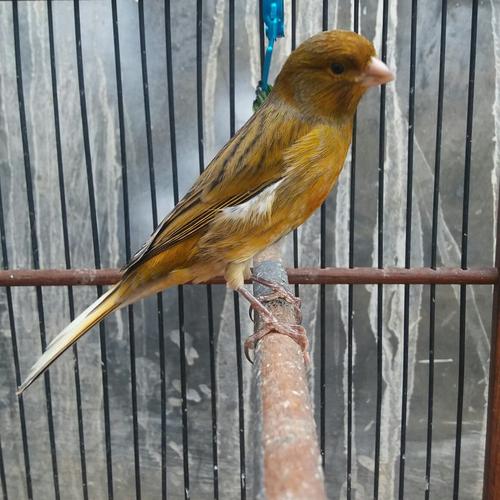 Jual Burung Kenari Jakarta Timur Zr Kenari Tokopedia