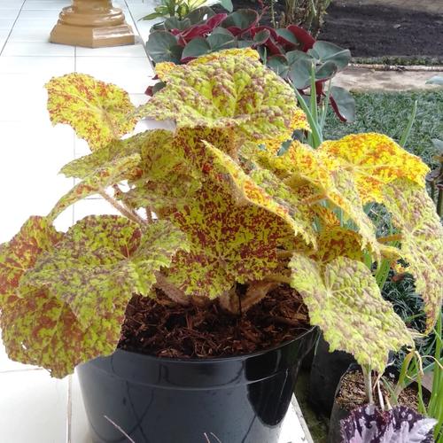 Foto Produk tanaman hias begonia kuning dari sv florist