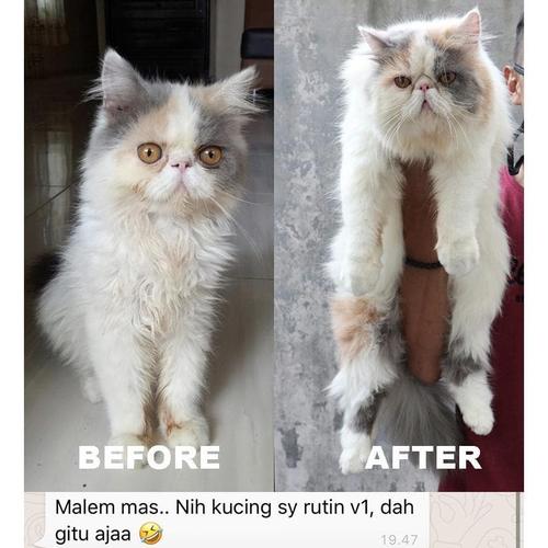 SALE 10 KAPSUL UNTUK KUCING FLU di EMPATMATA Tokopedia