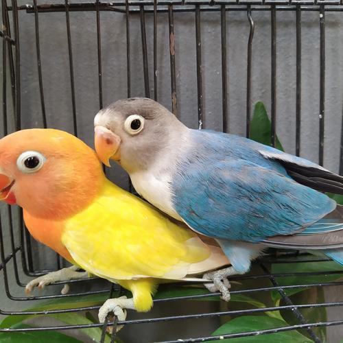 Jual Burung Lovebird Sepasang Mangsi Dan Cobal Dewasa Jakarta Pusat Kiosburungrohim Tokopedia
