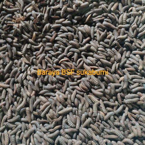 Foto Produk Prepupa Maggot BSF Panen Setiap Hari dari Maggot Sukabumi