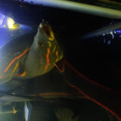 Jual HIASAN AQUARIUM IKAN SILI API BIG SIZE FIRE EEL JUMBO HIGH QUALITY ...
