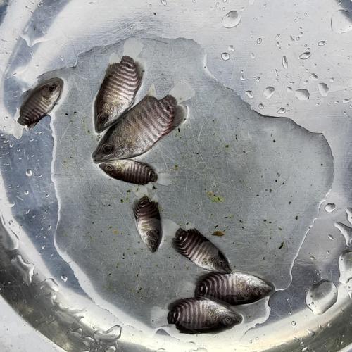 Jual Benih Bibit Gurame Soang Nguaci - Kota Depok - Irawan Aquatic 