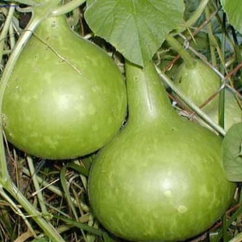 Jual 10 Benih Labu Air Bulat Kab Bantul Kreasi Cerdas Tokopedia