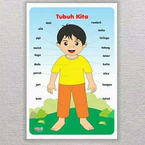 Jual Poster Belajar Anak TK/ PAUD (Mengenal Anggota Tubuh) - Kab