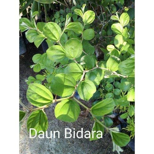 Jual Daun bidara Arab sidr Segar ruqyah rukyah gangguan Jin pengusir ...