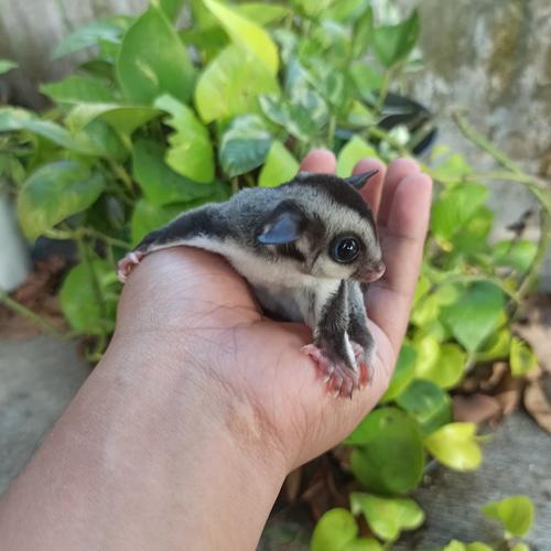 kedai sugar glider
