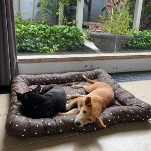 dog beds xl
