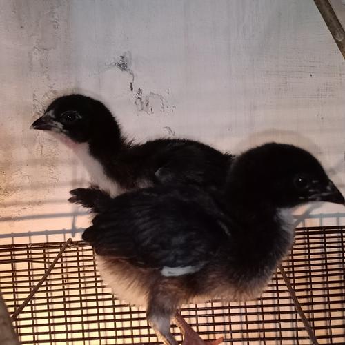 Foto Produk Ayam Ketawa Sepasang dari Nando Pets