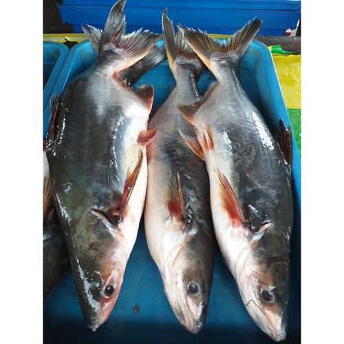 Jual Ikan Patin 1 Kg Kota Depok Pasar Negeri Tokopedia