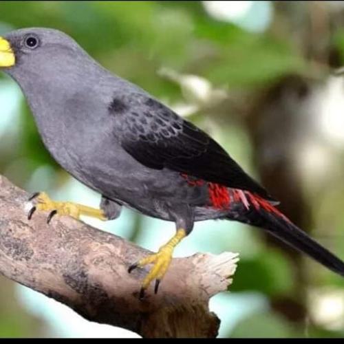 860 Gambar Burung Jalak Kebo HD Terbaik