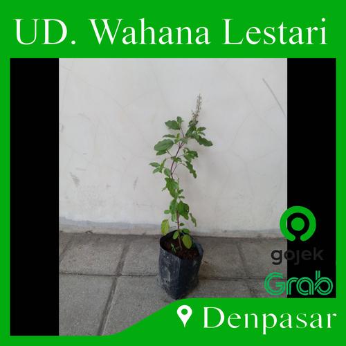 Jual Denpasar Tanaman Tulasi Kota Denpasar Razzor Tokopedia