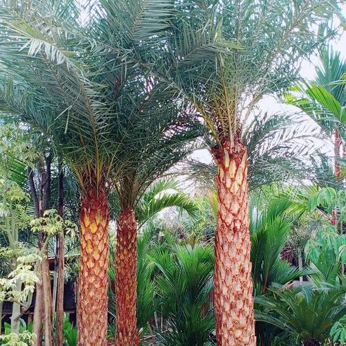 Jual Pohon Palem Kenari Besar Murah Kab Bogor Green Nursery Tokopedia