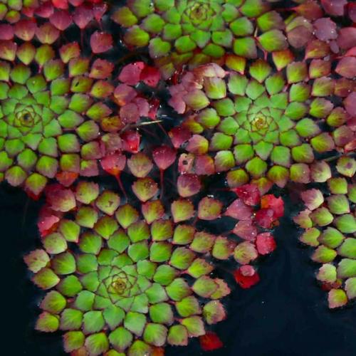 Foto Produk tanaman air floating | tanaman ludwigia sedioides. dari MALA TAMAN