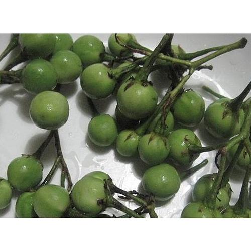Jual Buah Rimbang Takokak Cepokak Pokak Terung Pipit Solanum Torvum KB ...