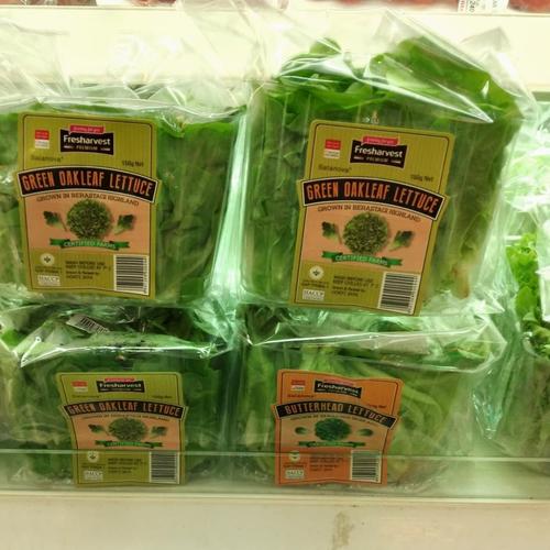 Sayur Green Oakleaf Lettucebungkus