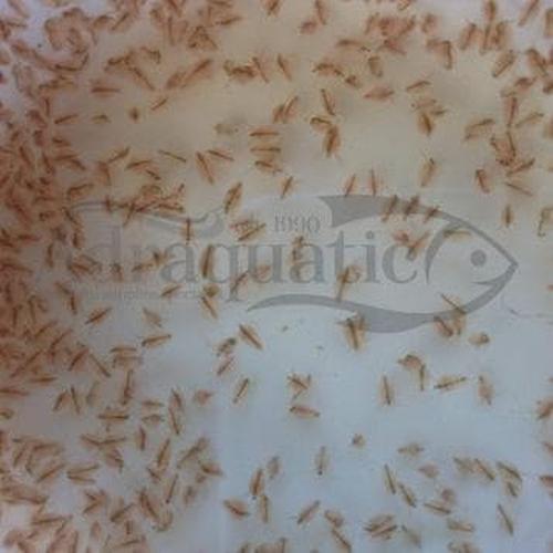 930 Gambar Hewan Kutu Air Gratis Terbaru