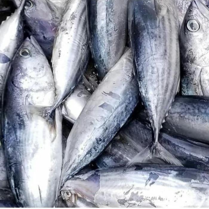 Gambar Tongkol Cakalang Besar 1kilogram dari IKAN LAUT SEGAR CAK AL FATH undefined Tokopedia