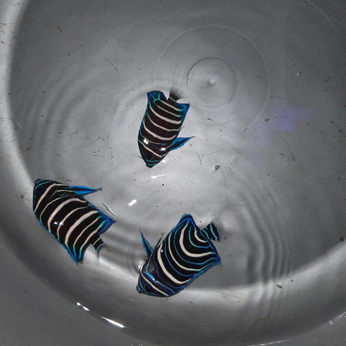 Gambar ikan hias laut bloustone b dari Hopeindoaquatic undefined Tokopedia