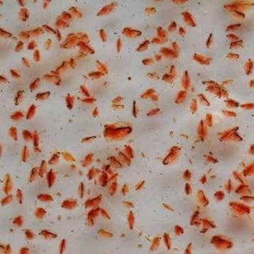 930 Gambar Hewan Kutu Air Gratis Terbaru