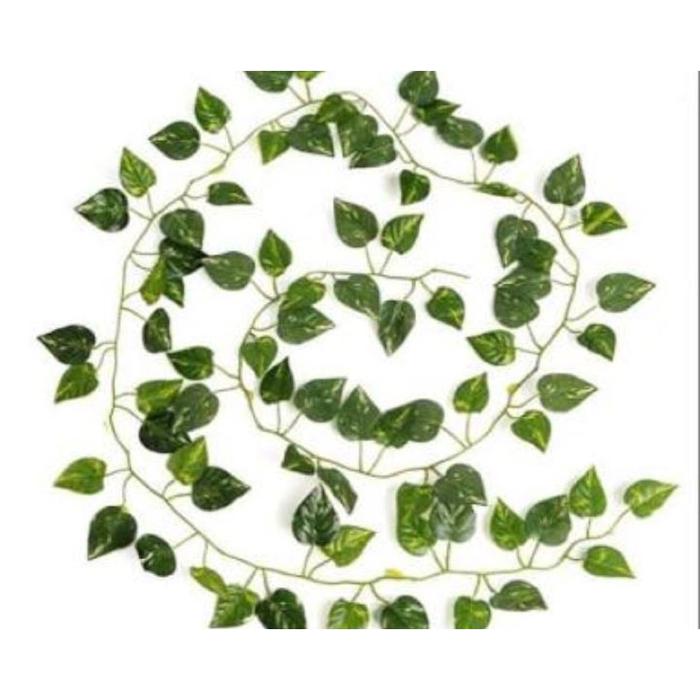 Gambar Daun Rambat Lusinan daungarlan daunplastik daunartificial daunrambat - Kecil Per Lusin dari Gaby Bella Florist undefined Tokopedia