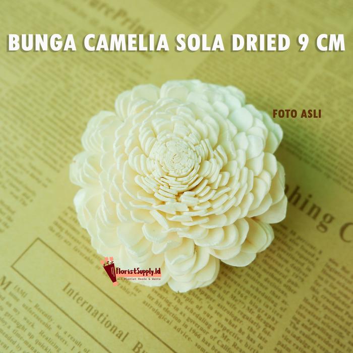 Gambar Bunga Sola Wood 9 CM Dried Flower Import / Bunga Diffuser - Bunga Camelia dari FLOPY - Floristsupply undefined Tokopedia