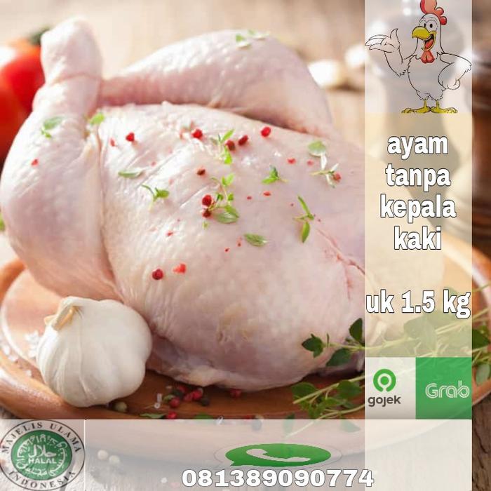 Gambar ayam potong pala kaki PKK uk 1.5kg - pot 14 dari Ayam balap 25 undefined Tokopedia